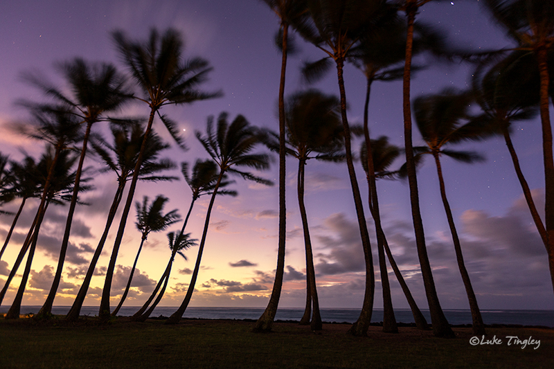 Kapaa,Kauai,Princeville, Hawaii, Palm Trees