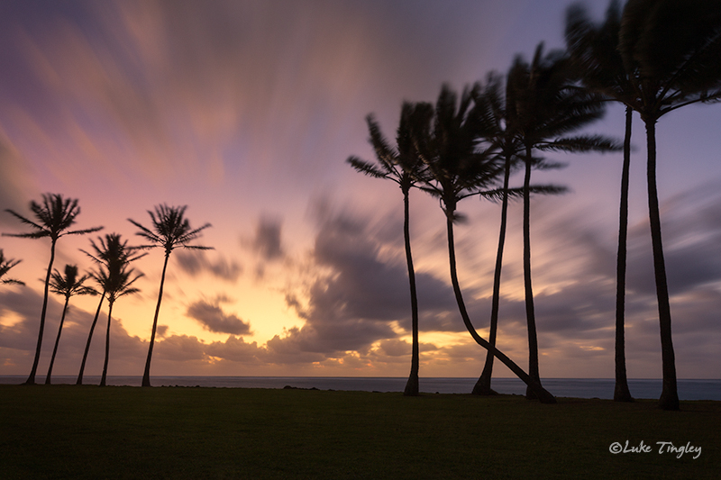 Kapaa,Kauai,Princeville, Palm Trees, Hawaii