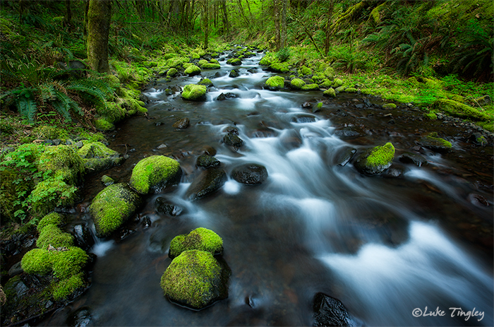 Columbia River Gorge, Oregon, Stream, Mossy Rocks