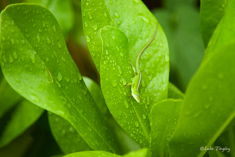 Geko,Green,Kauai,Lizard,McBryde Gardens,Princeville, Hawaii