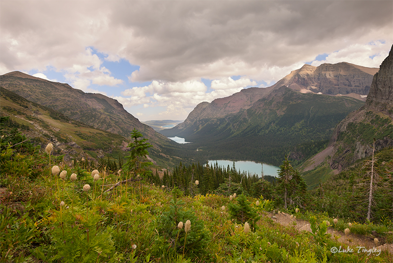 glacier national park, MT, Montana, GNP, grinnell lake, western pasque flower, overlook, many glacier