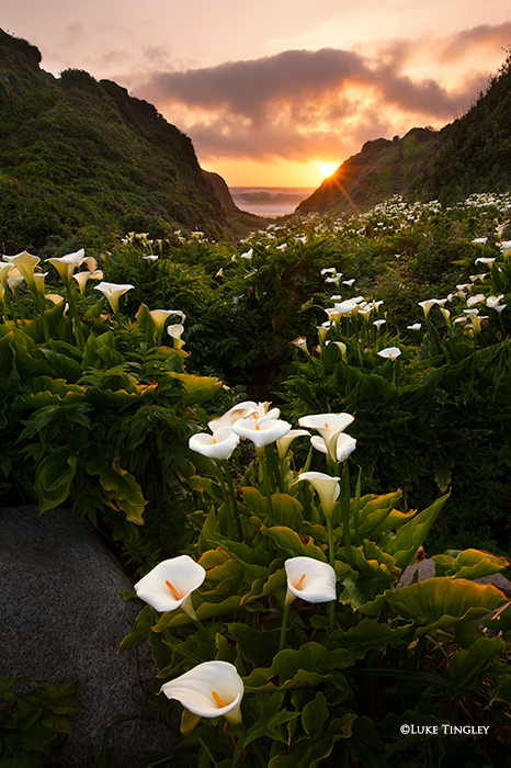 Calla Lillies, Big Sur, Sunset, California, Coast