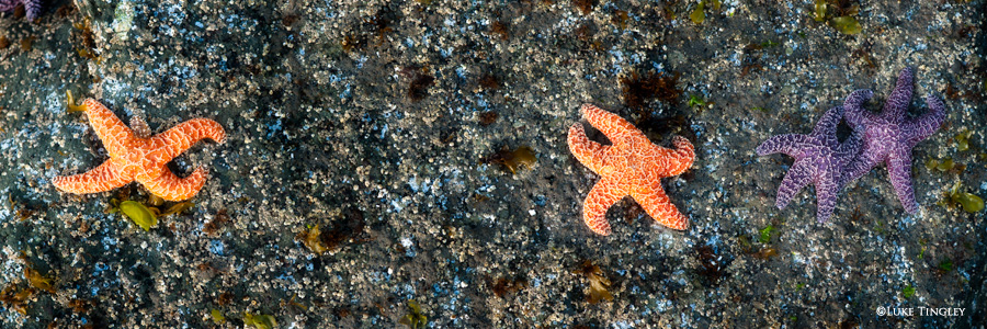 Ruby Beach, Washington, WA, Pacific Northwest, Starfish
