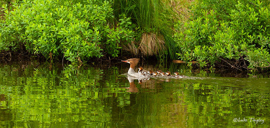 BWCA, Boundary Water Canoe Area, Northern Minnesota, Minnesota, Summer, Ducks, Merganser Ducks, Family