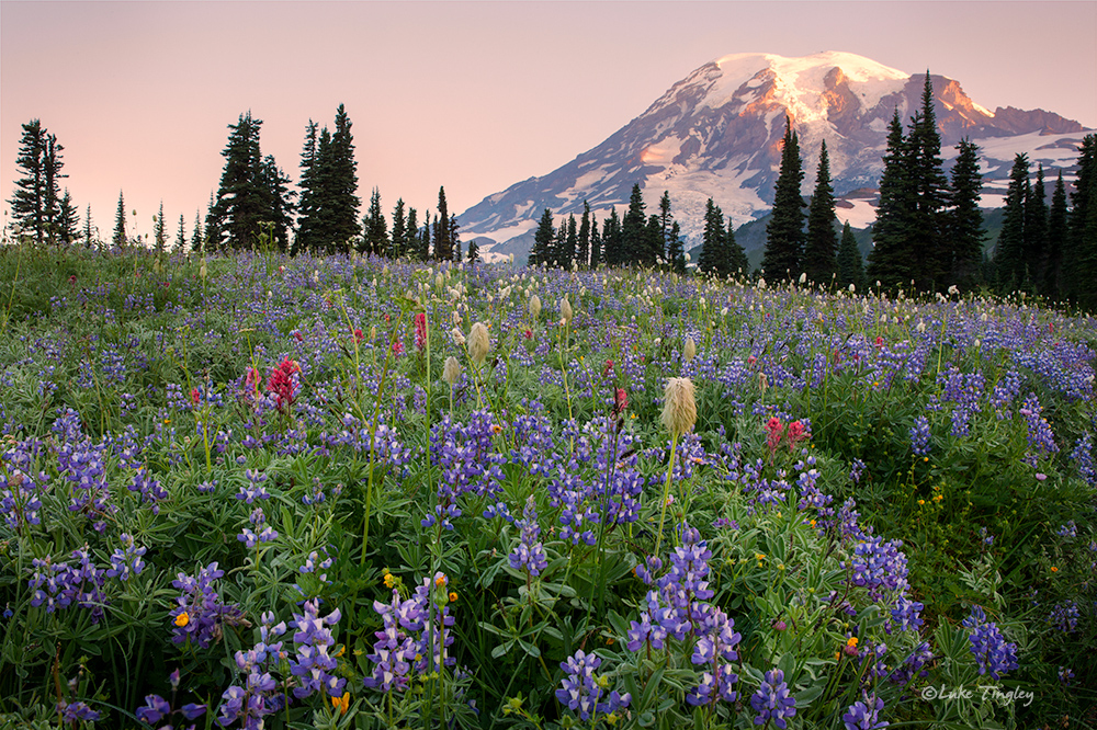 Mazama Ridge,Mt Rainier National Park,Wildflowers,rainier,sunrise, lupine