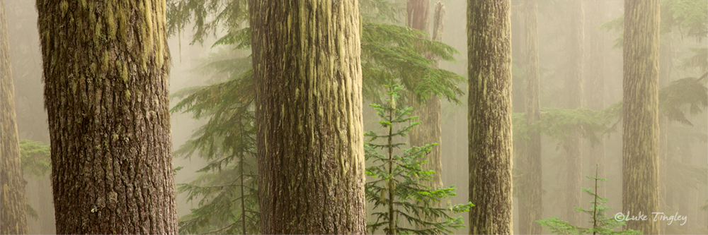Mt Rainier National Park,Wonderland Trail,fog,forest,trees