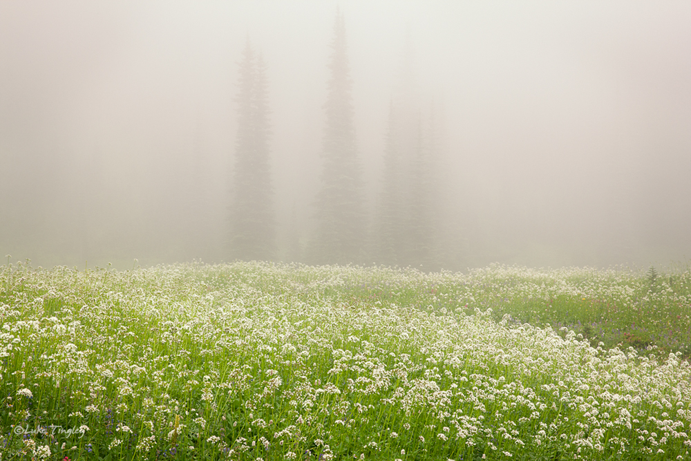 Wonderland Trail, Backcountry, Rainier National Park, WA, meadows, wildflowers, fog