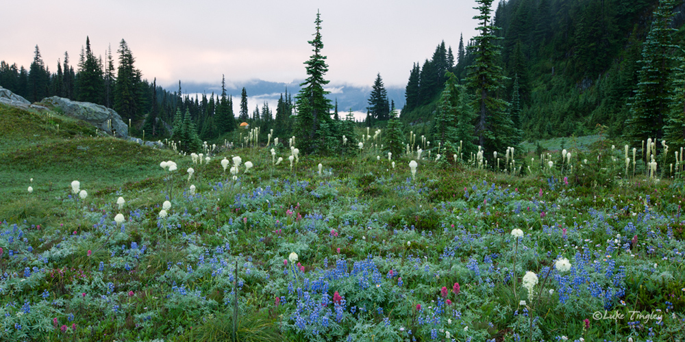 Mt Raininer, Rainier National Park, Washington, Camping, Tent, Backcountry, Wonderland Trail, Beargrass, Wildflowers