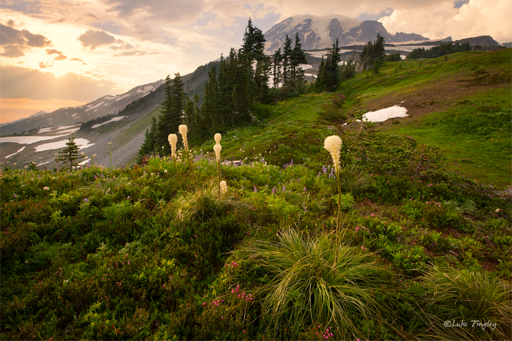 Beargrass,Mt Rainier National Park, rainier