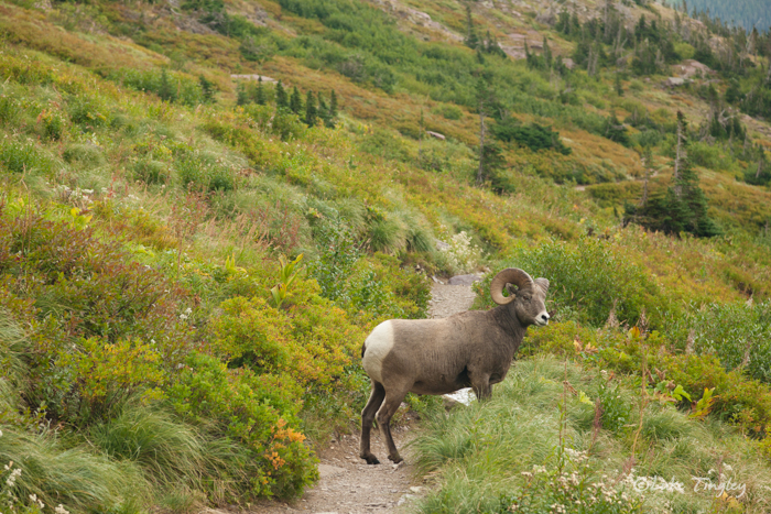 glacier national park, MT, Montana, GNP, many glacier, big horn sheep