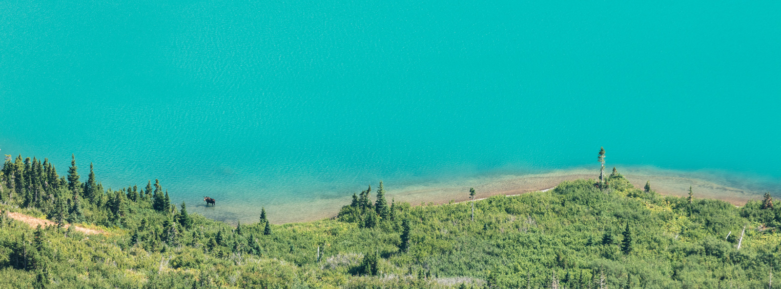 GNP, Glacier National Park, Grinnell Glacier Trail, Lower Grinnell Lake, Montana, Moose, Summer, hiking