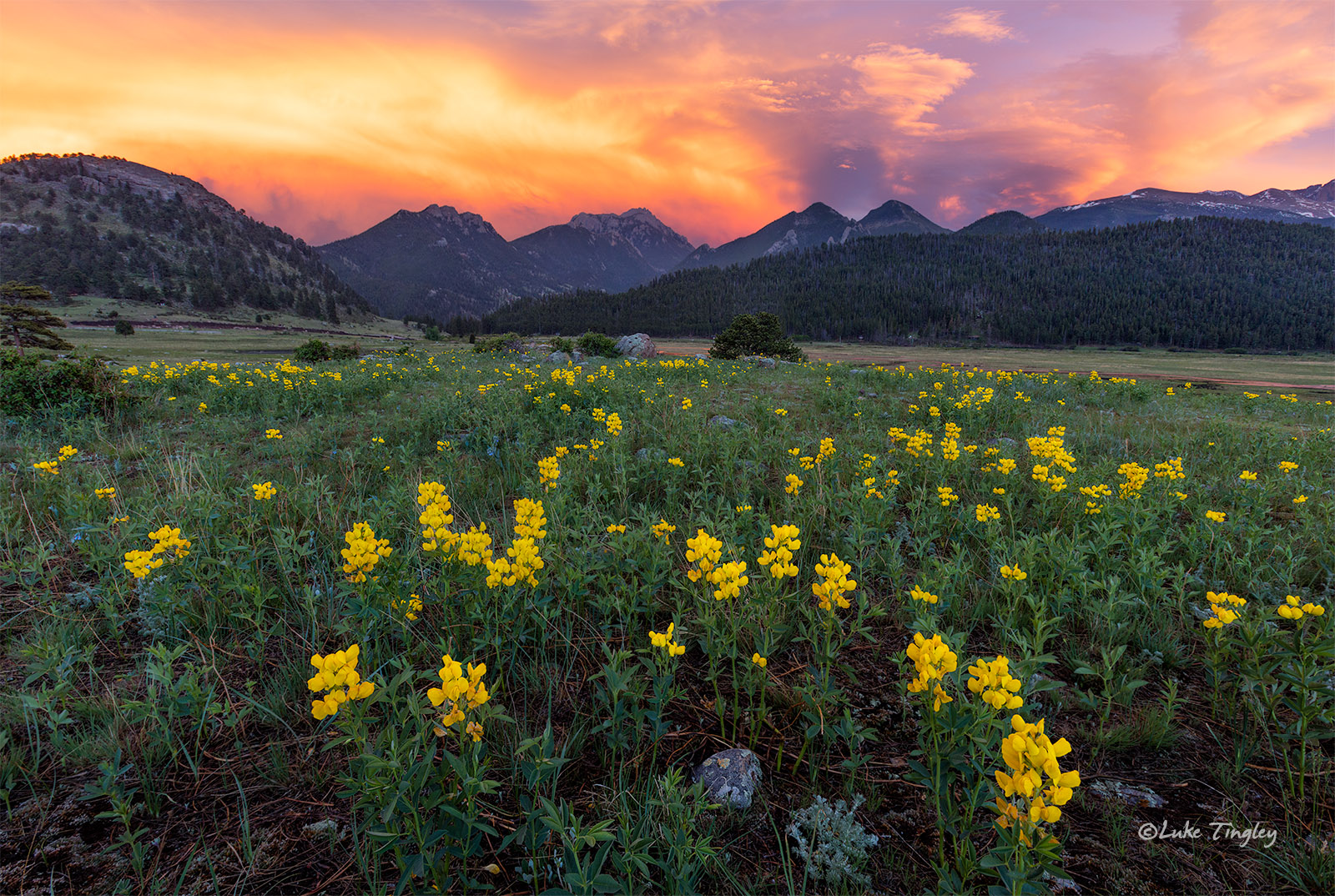 Camping, Golden Banner, June, Longs Peak, Moraine Park Meadows, RMNP, Rocky Mountain National Park, Summer, Yellow Flower, sunset