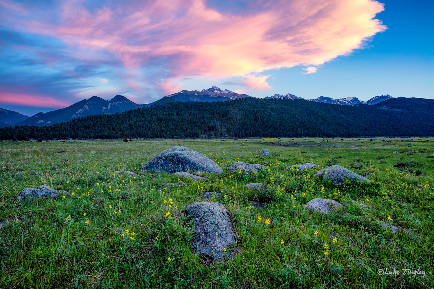 Camping, Golden Banner, June, Longs Peak, Moraine Park Meadows, RMNP, Rocky Mountain National Park, Summer, Yellow Flower, sunset