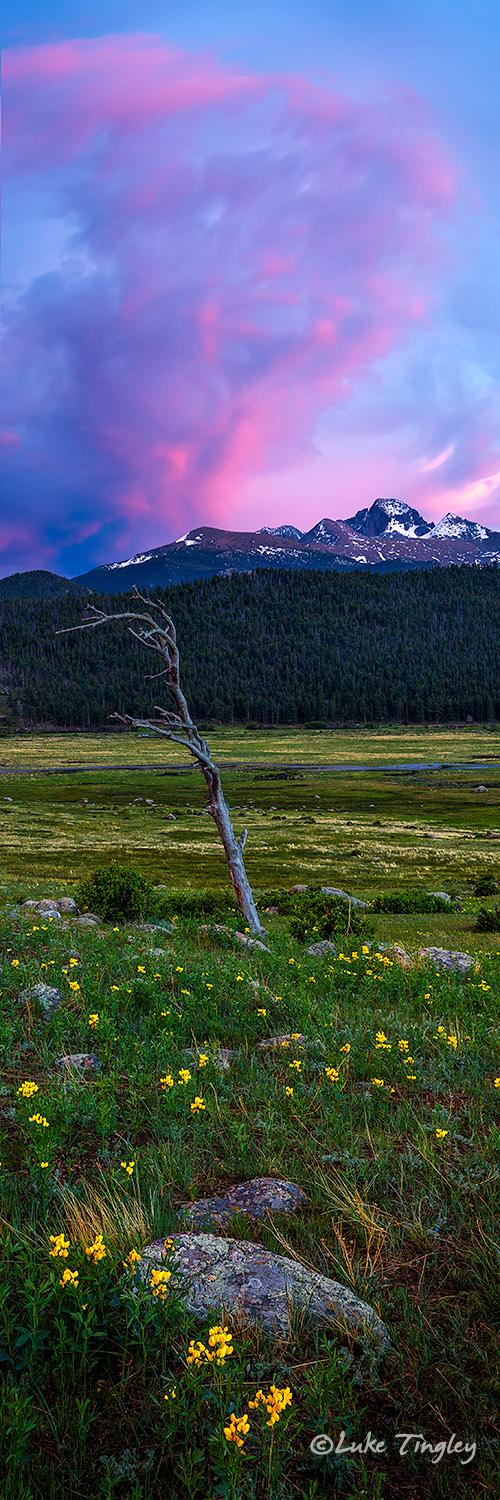 Camping, Golden Banner, June, Longs Peak, Moraine Park Meadows, RMNP, Rocky Mountain National Park, Summer, Yellow Flower, sunset