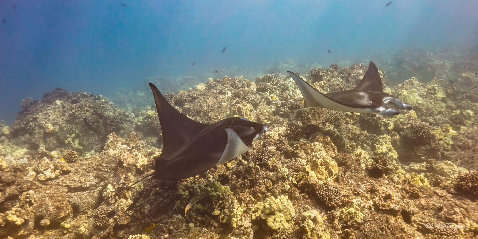 Manta Rays