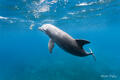 Bottlenose Playing
