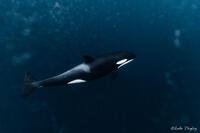 Polar Phantom