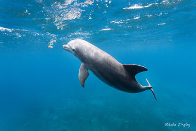 Bottlenose Playing