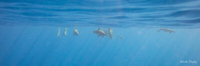 Ocean's Divide