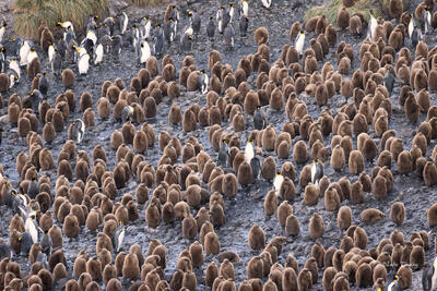 Penguin Daycare