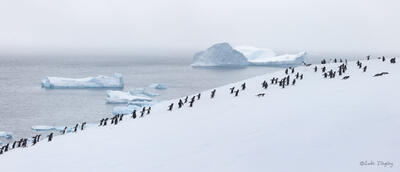 Penguin Rush Hour