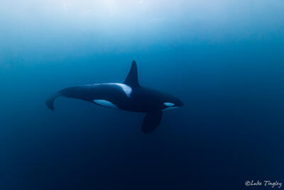 Solitary Hunter