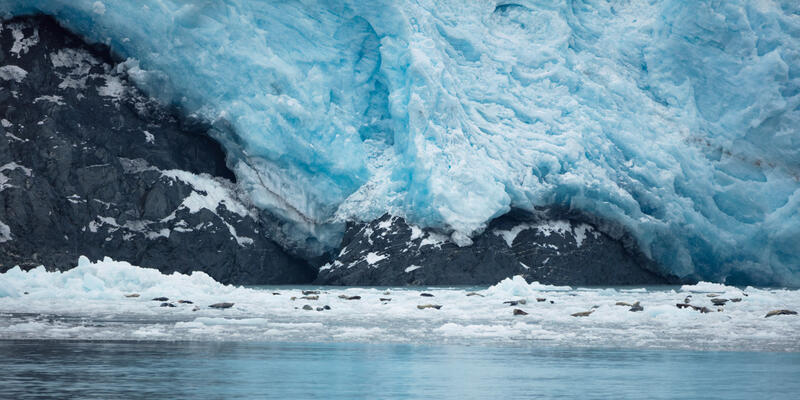 Seals & Aialik Glacier