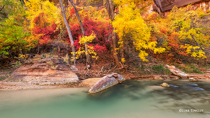 &nbsp;Fall color going off at Zion National Park in Utah.
