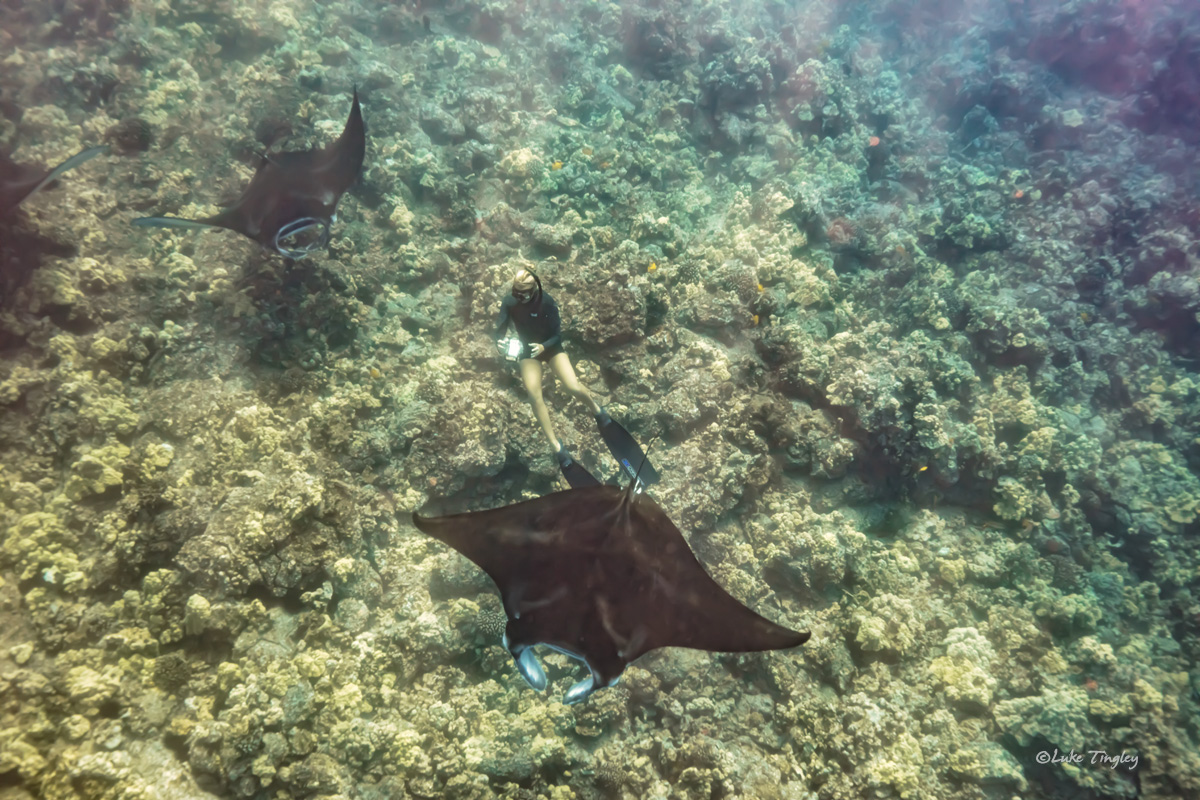 A free diver gets up close and personal with a 5 foot manta ray off Hawaii's Kona coast.