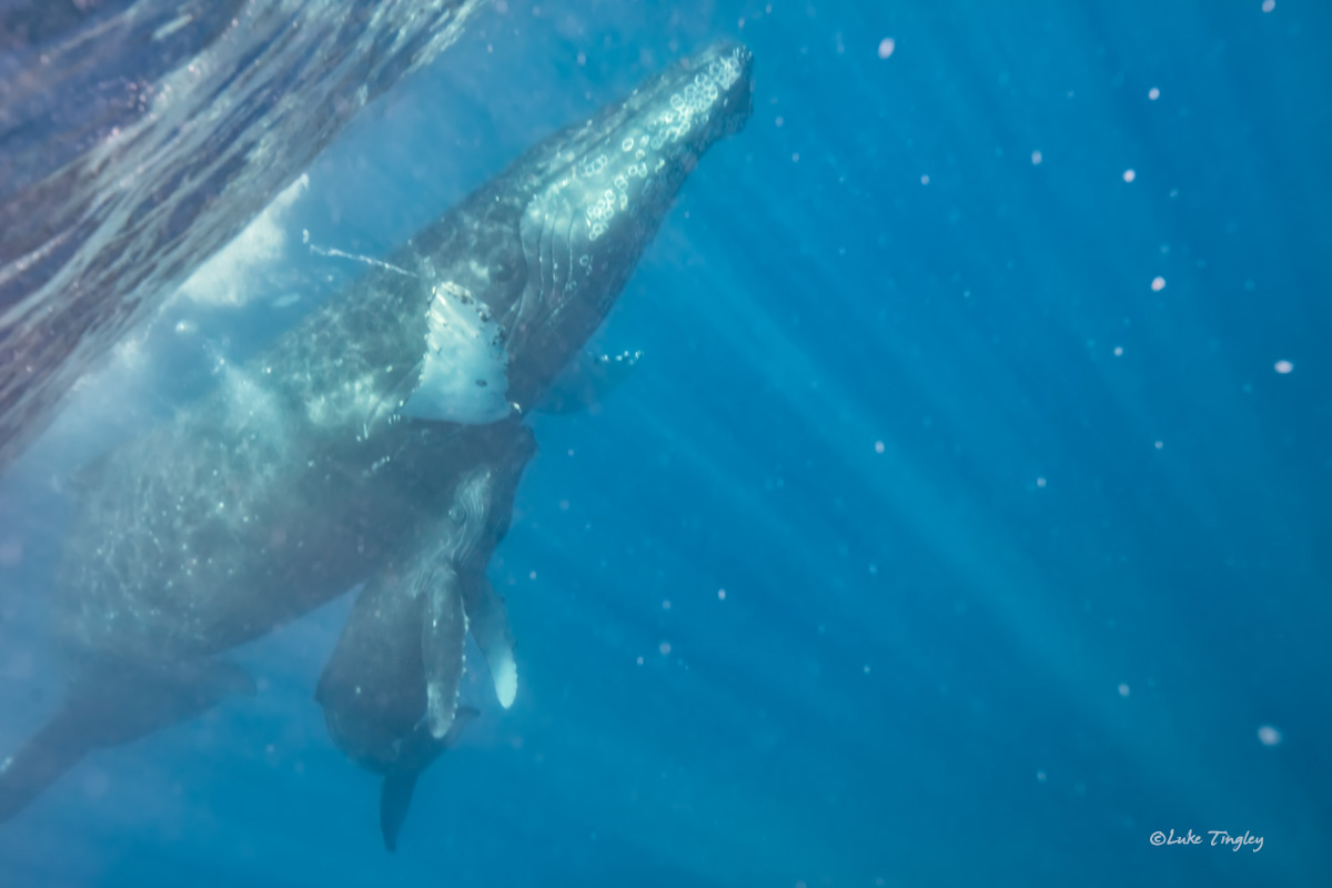 A humpback whale and calf play on the surface.