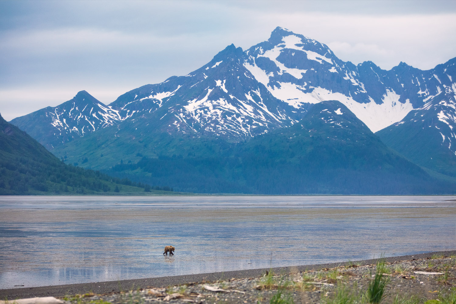 2022, Alaska, Brown Bears, Bush Plane, Chinitna Bay, Evan, Kenai Fjords National Park, Ocean, Rusts, Rusts Flying Service