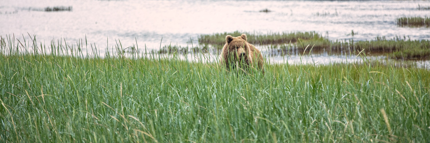 A brown bear hunting clams in the marsh.