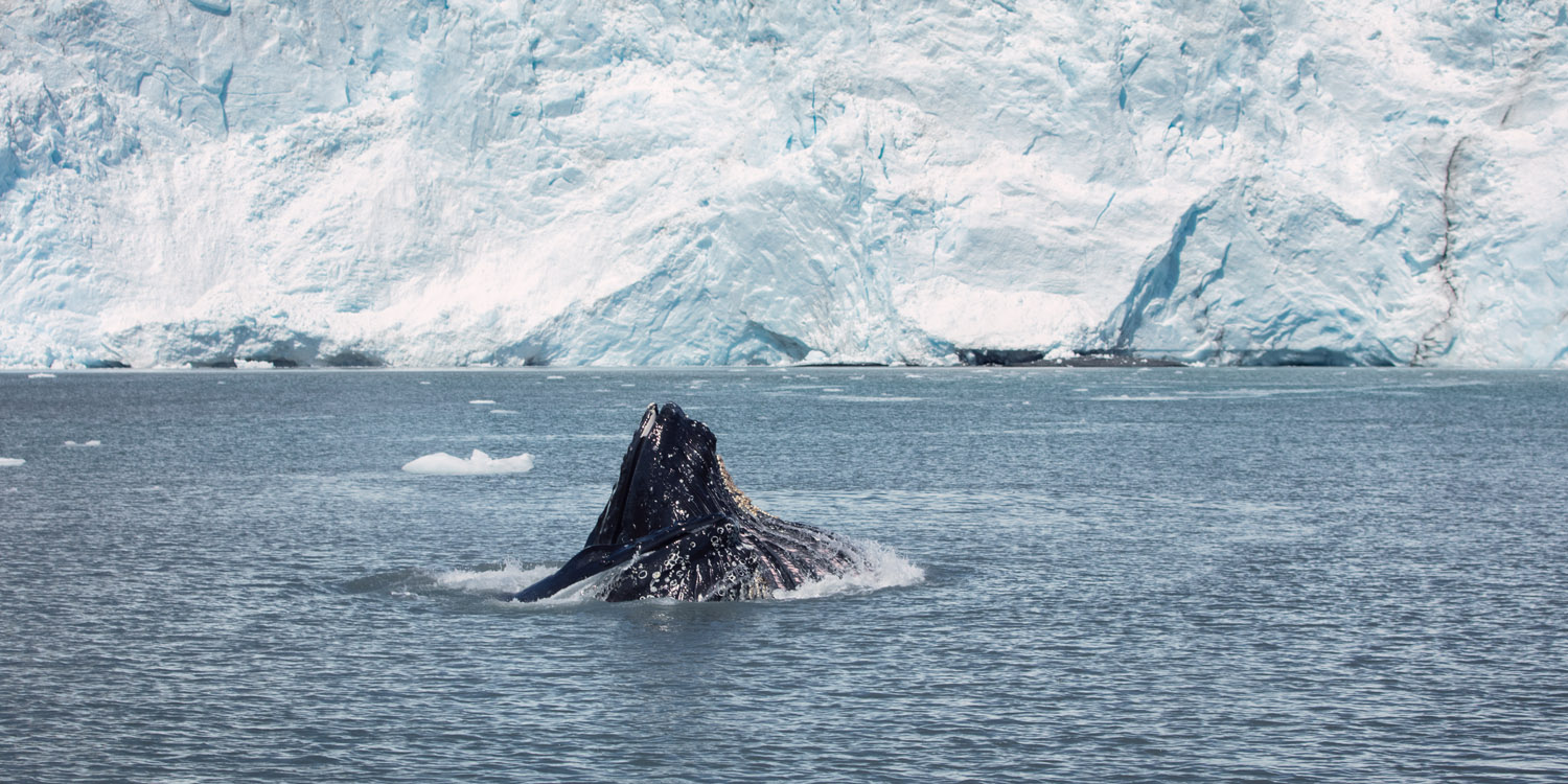 2022, Alaska, Alaska Saltater Tours, Dall's Porpoise, Deckhand Brooke, Evan, Glaciers, Holgate Glacier, Humbpack, Kenai Fjords National Park, Noah, Ocean, Orcas, Pilot Stan, Sealions, Seward, Stellar Explorer