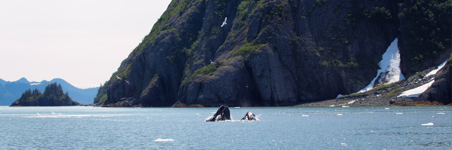 Humpbacks lunge feeding near a glacier inlet.