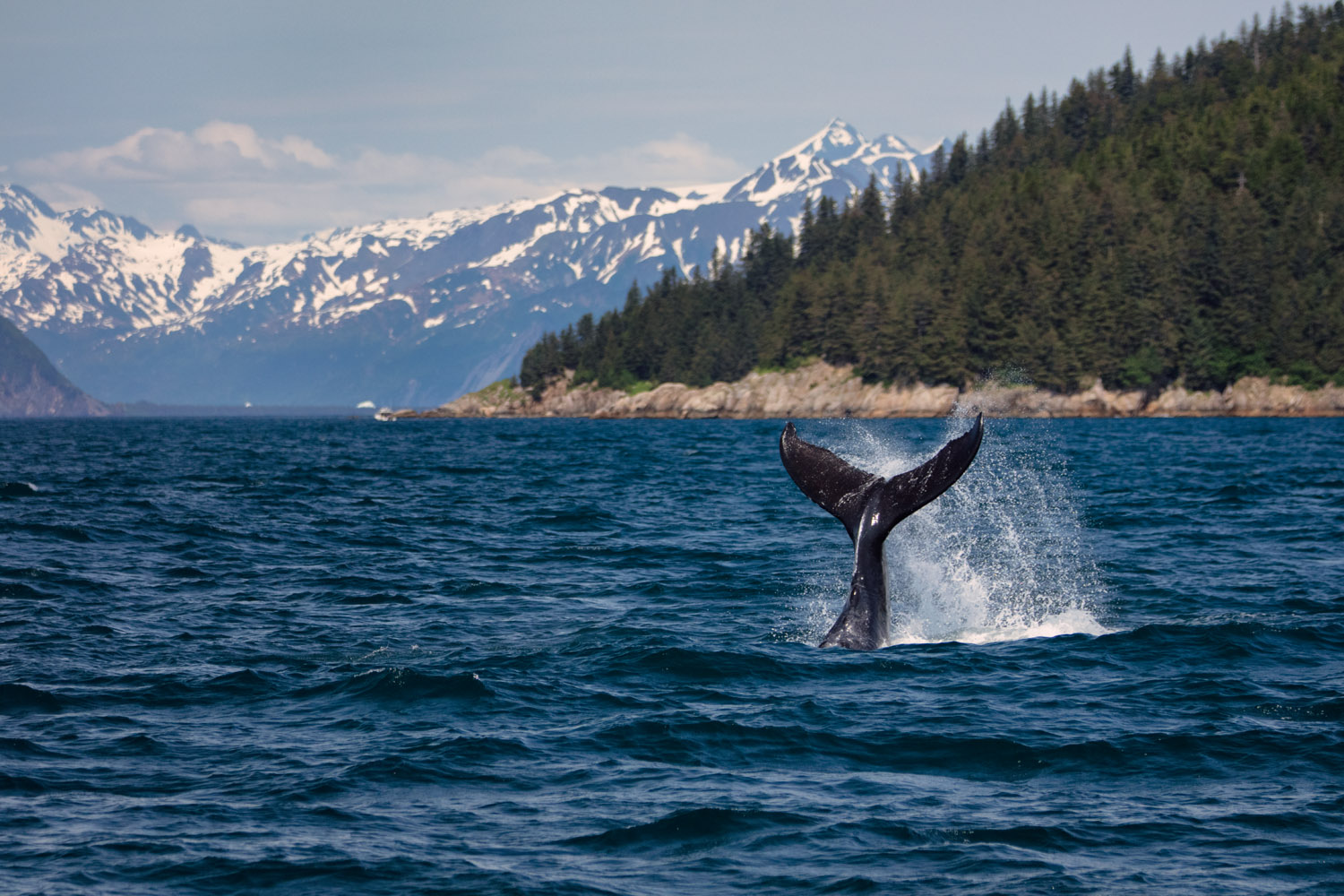 2022, Alaska, Alaska Saltater Tours, Dall's Porpoise, Deckhand Brooke, Evan, Glaciers, Humbpack, Kenai Fjords National Park, Noah, Ocean, Orcas, Pilot Stan, Sealions, Seward, Stellar Explorer