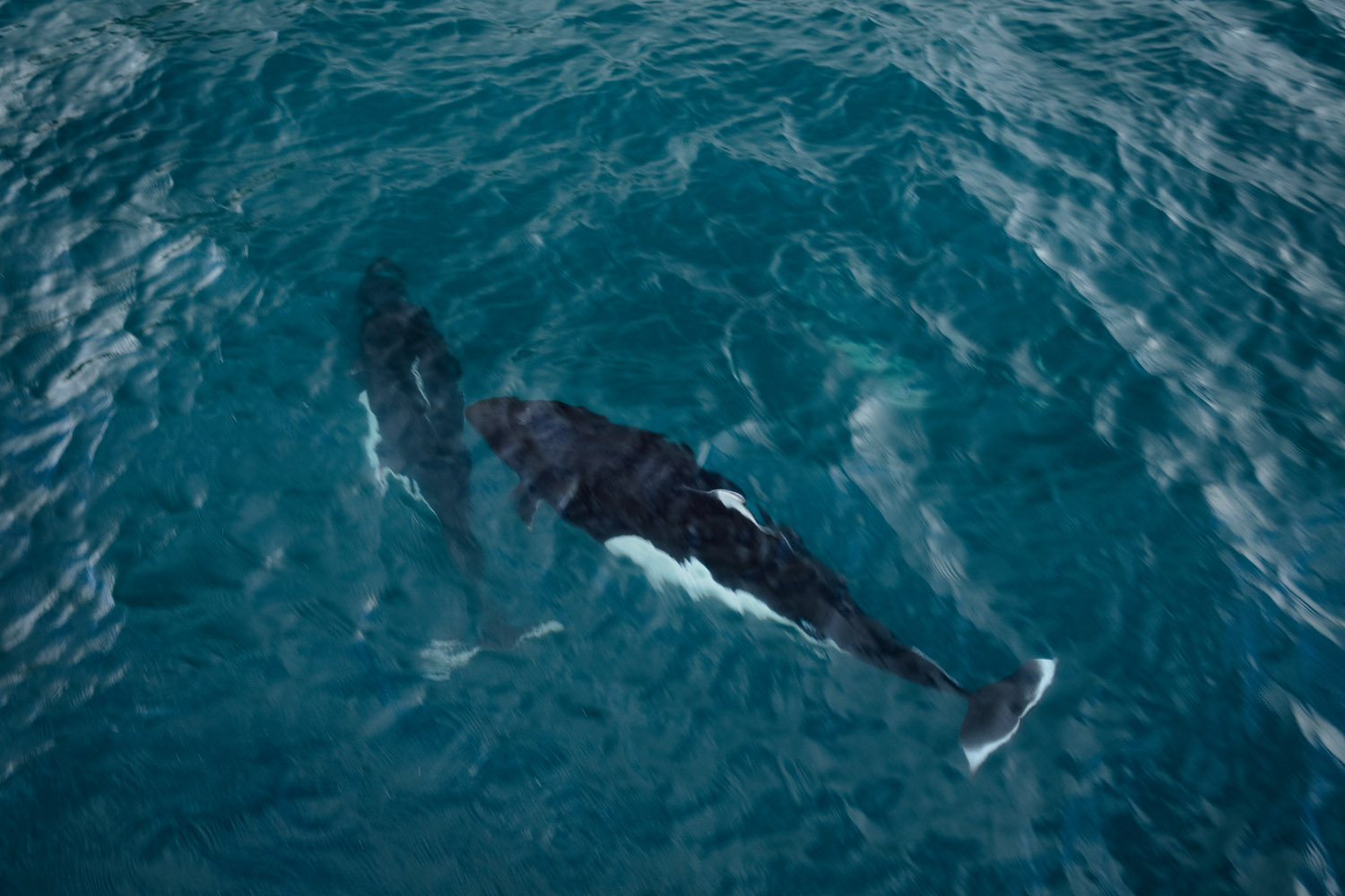 Dall's Porpoise Dall's Porpoises are FAST! They pop in and out of the water very quickly and make a small popping sound as they take a quick...