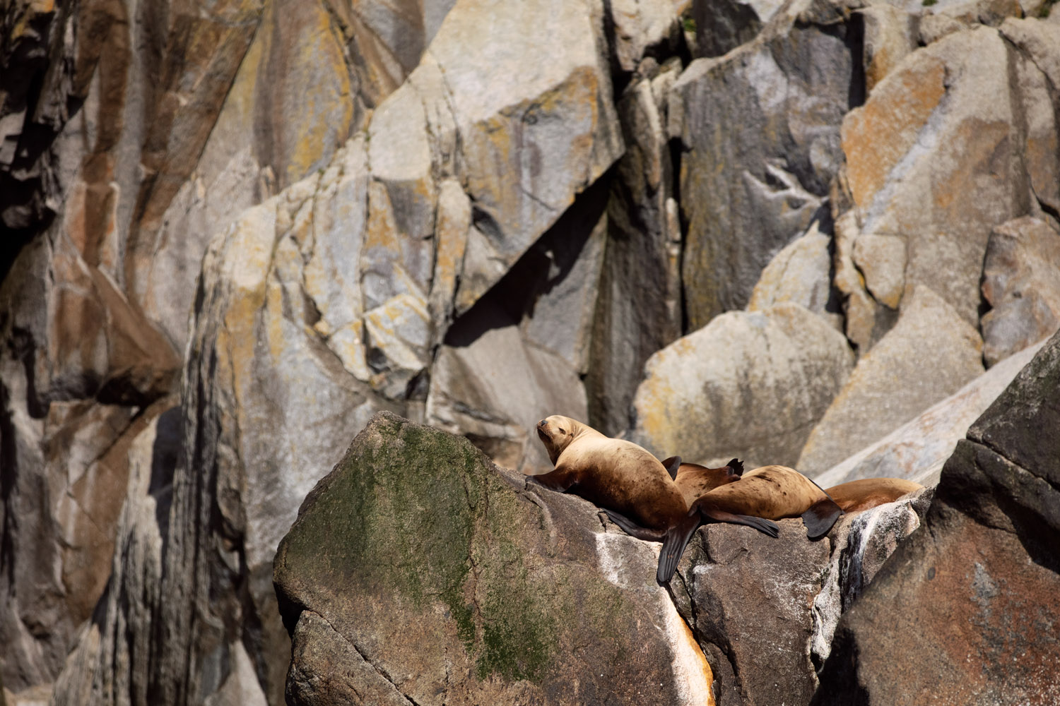 2022, Alaska, Alaska Saltater Tours, Dall's Porpoise, Deckhand Brooke, Evan, Glaciers, Humbpack, Kenai Fjords National Park, Noah, Ocean, Orcas, Pilot Stan, Sealions, Seward, Stellar Explorer