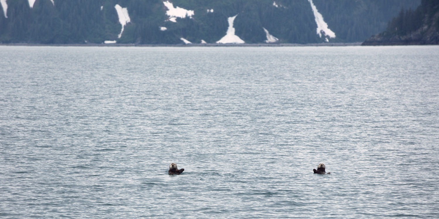 2022, Alaska, Alaska Saltater Tours, Dall's Porpoise, Deckhand Brooke, Evan, Glaciers, Humbpack, Kenai Fjords National Park, Noah, Ocean, Orcas, Otters, Pilot Stan, Sealions, Seward, Stellar Explorer