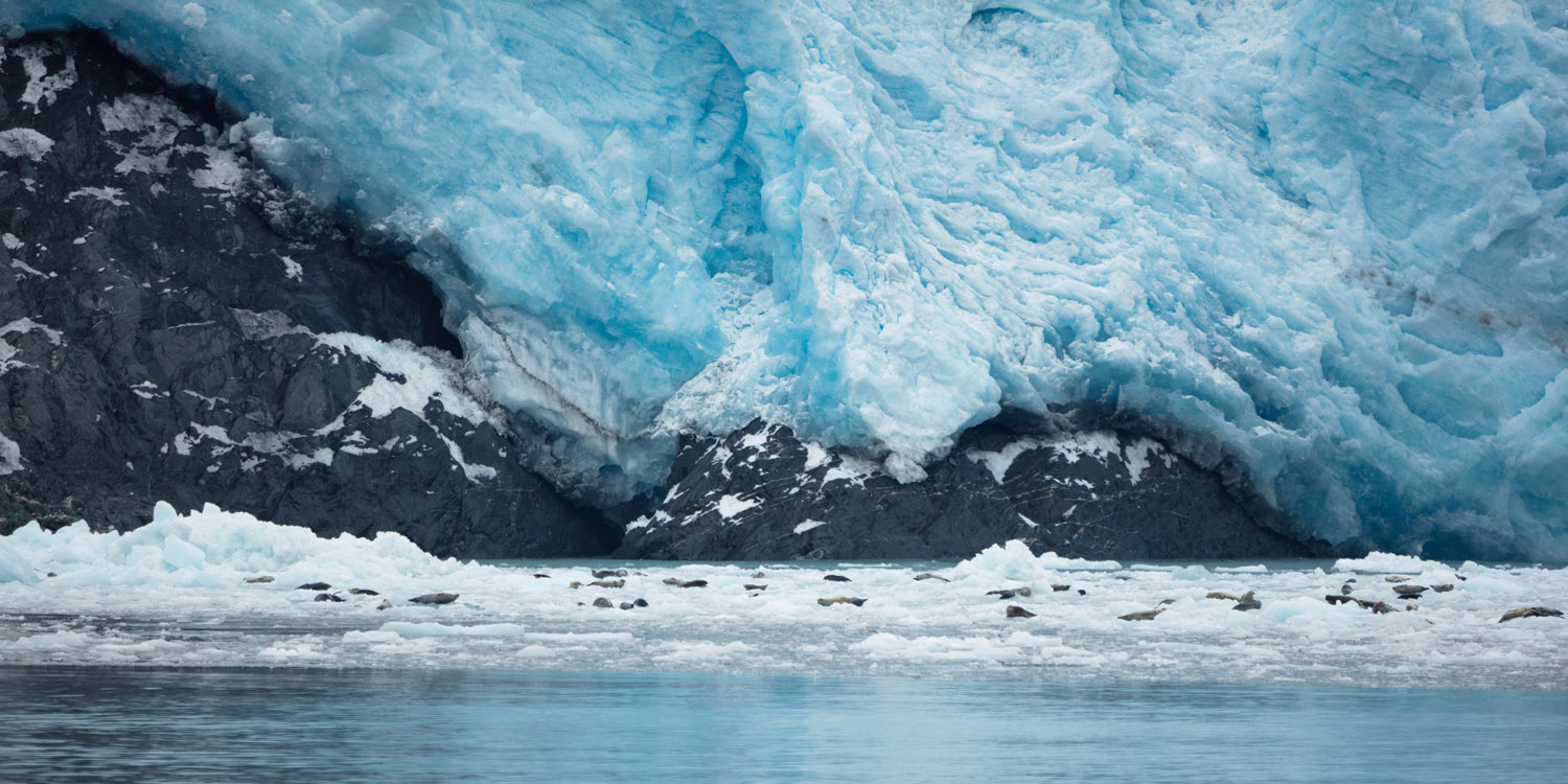 Seals resting at the foot of Aialik Glacier.
