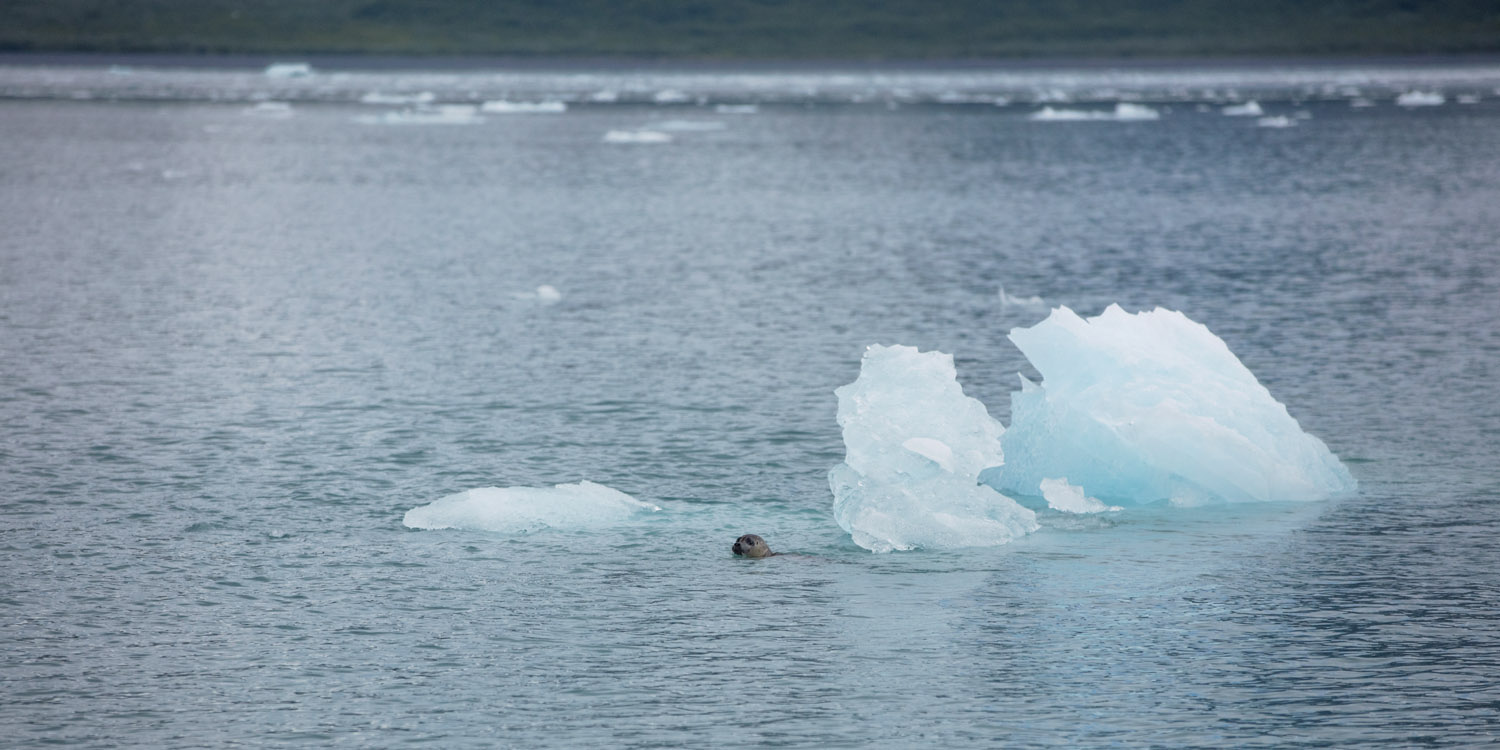 2022, Aialik Bay, Aialik Glacier, Alaska, Alaska Saltater Tours, Dall's Porpoise, Deckhand Brooke, Evan, Glaciers, Humbpack, Kenai Fjords National Park, Noah, Ocean, Orcas, Pilot Stan, Sealions, Seward, Stellar Explorer