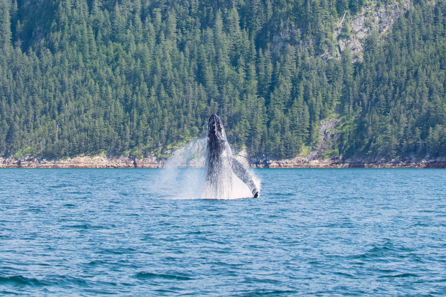 2022, Alaska, Alaska Saltater Tours, Dall's Porpoise, Deckhand Brooke, Evan, Glaciers, Humbpack, Kenai Fjords National Park, Noah, Ocean, Orcas, Pilot Stan, Sealions, Seward, Stellar Explorer