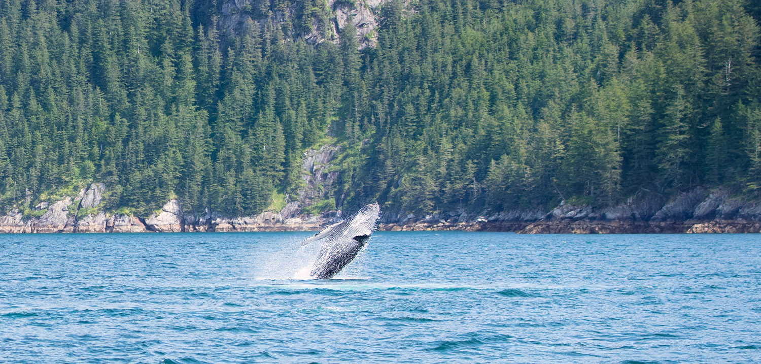 Mother humpback teaching a calf to breach.