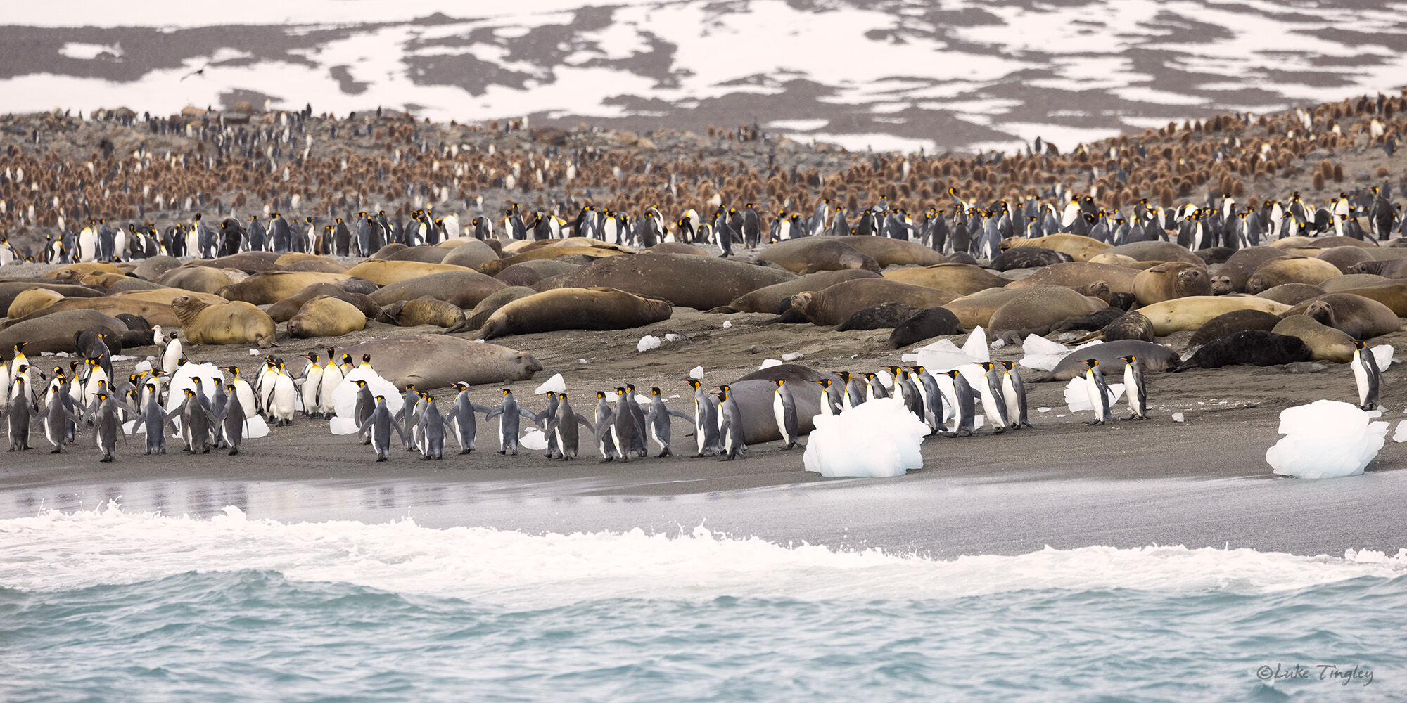 King Penguins hike between blocks of ice and elephant seals on a beach at St Andrews Bay, on South Georgia Island.
