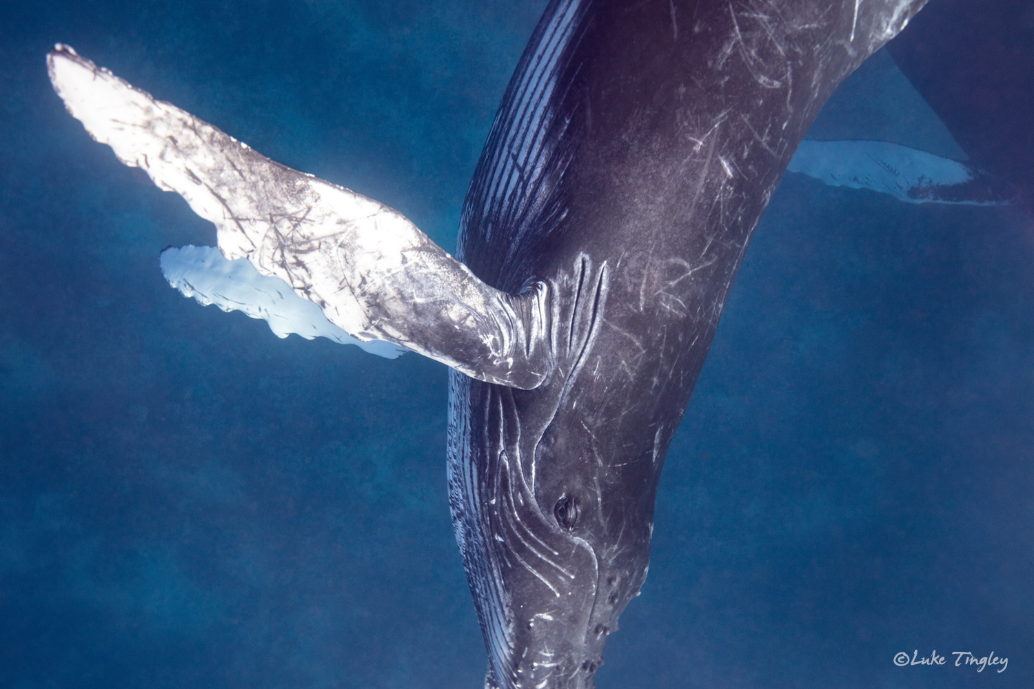 All I See Is You A humbpack whale calf swims directly under me checking me out.
