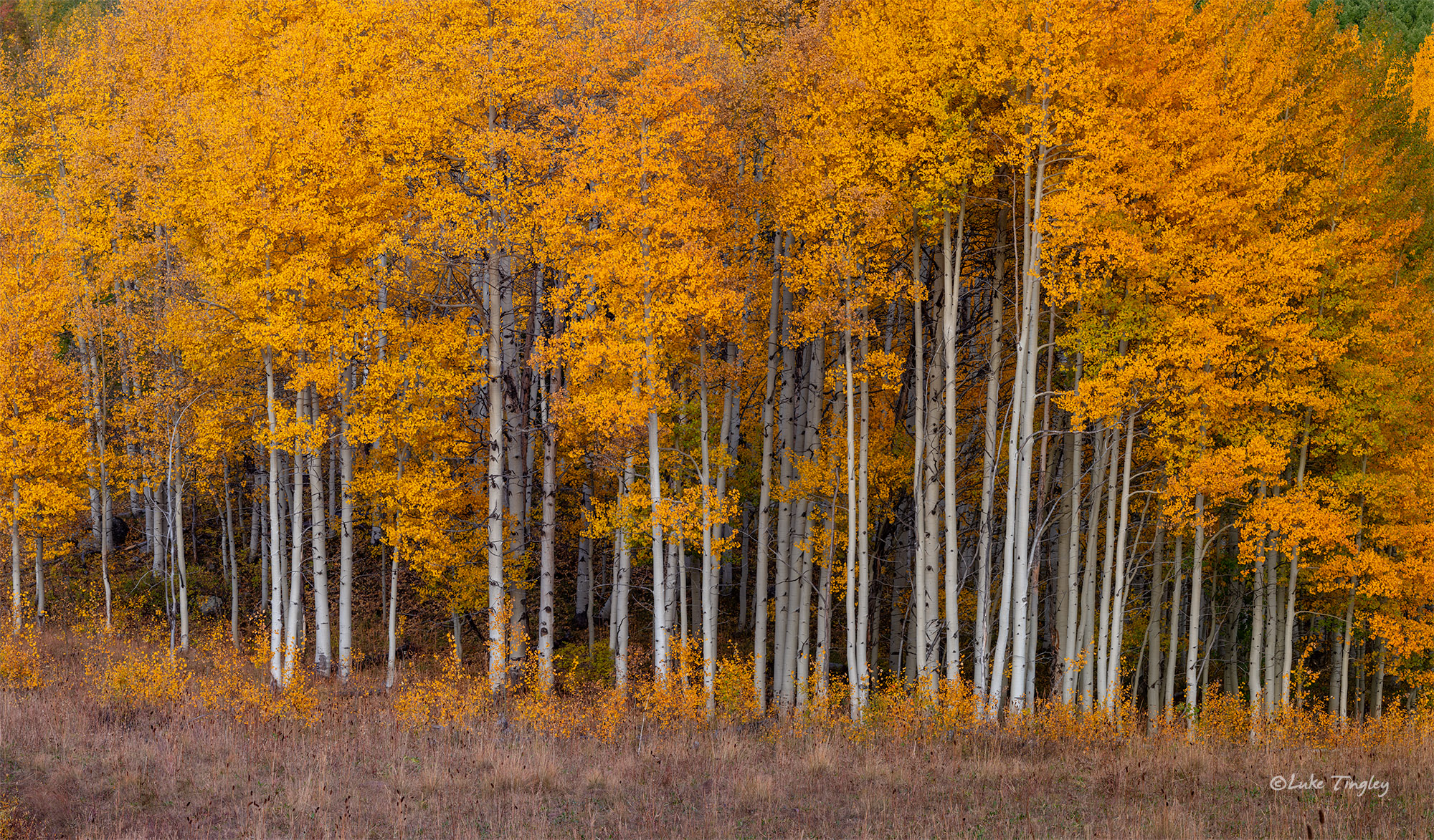 Aspen Cathedral