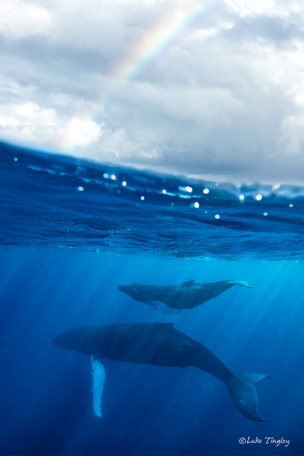 Rain showers skirt the Silverbank as we watch a mother and calf humpback whale swim by.