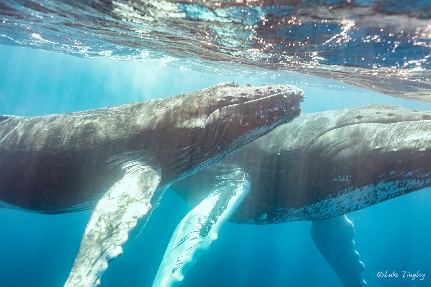 Aquatic Adventures, Caribbean, Cheeseman's Ecology Safari, Dominican Republic, Puerto Plata, Silverbank, Underwater Photography, Ocean, Humpback Whale, Humpback Whale Calf