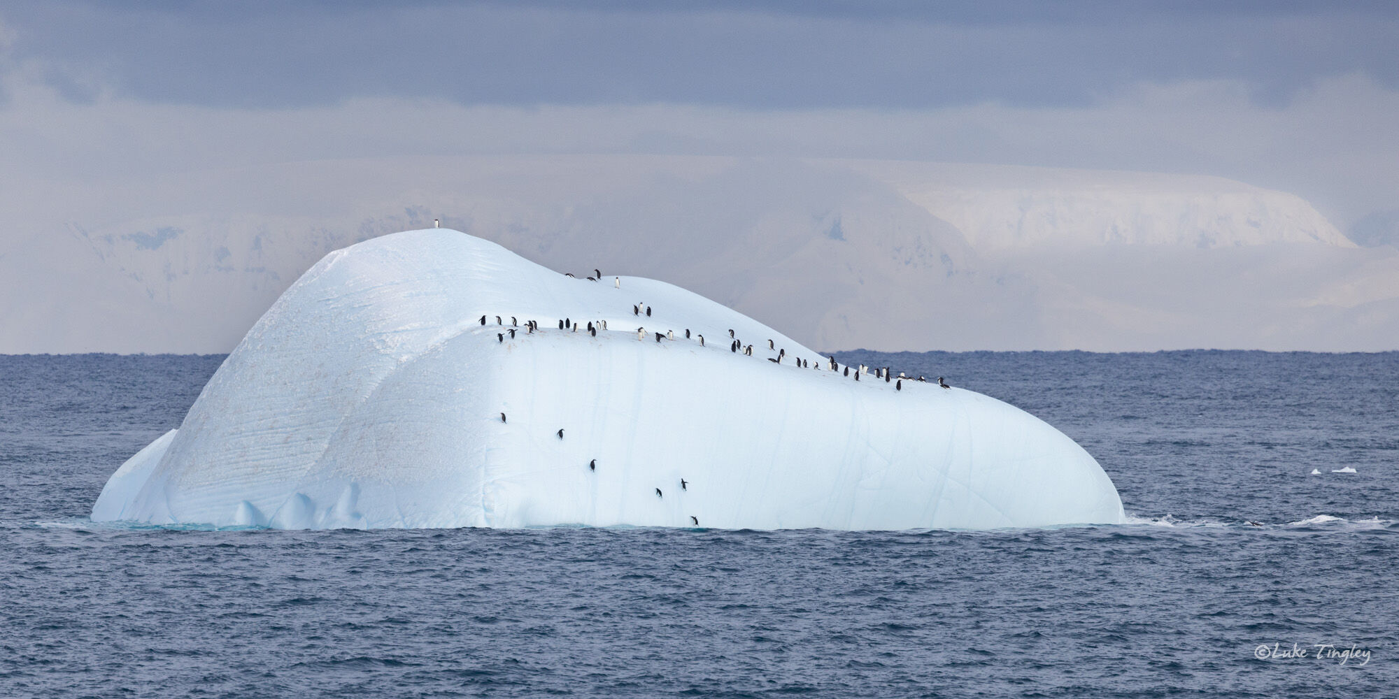 Gentoo Penguin, Chinstrap Penguin, Iceberg, Penguins, Antarctica 