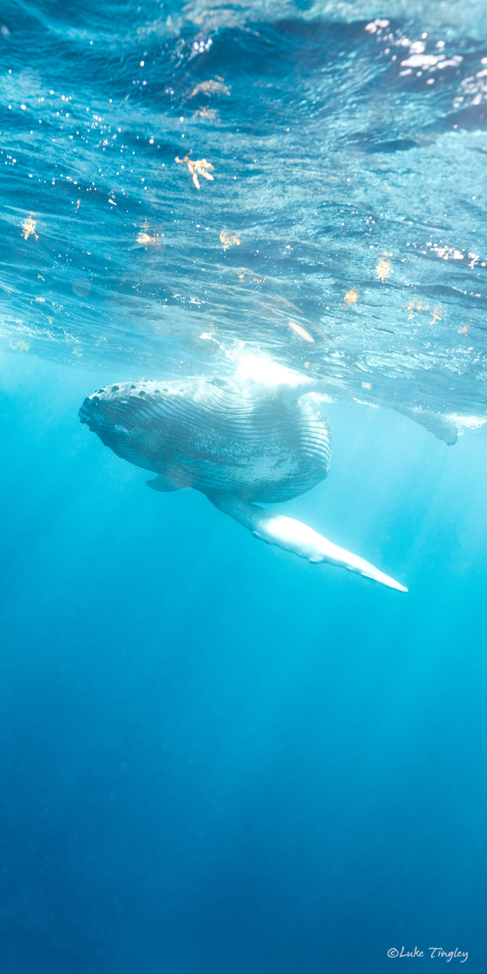 Aquatic Adventures, Caribbean, Cheeseman's Ecology Safari, Dominican Republic, Puerto Plata, Silverbank, Underwater Photography, Ocean, Humpback Whale, Humpback Whale Calf