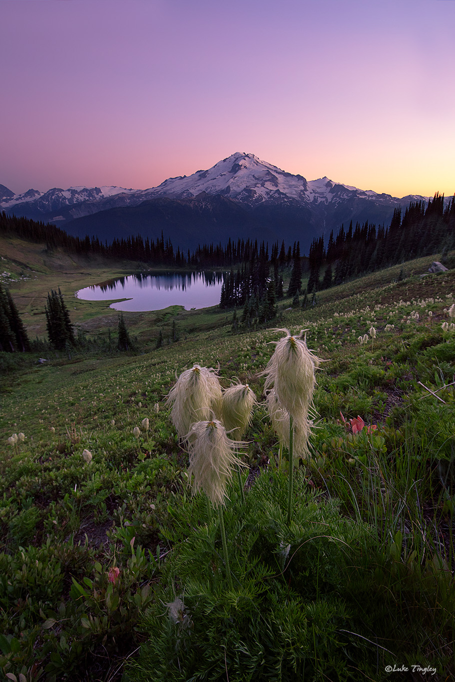 2018, Backcountry, Glacier Peak, Glacier Peak Wilderness, Image Lake, Summer, Western Pasque Flower, Wildflowers, Washington